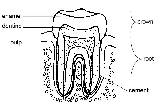 Coupe transversale d'une dent montrant la pulpe, la dentine, l'email et les nerfs